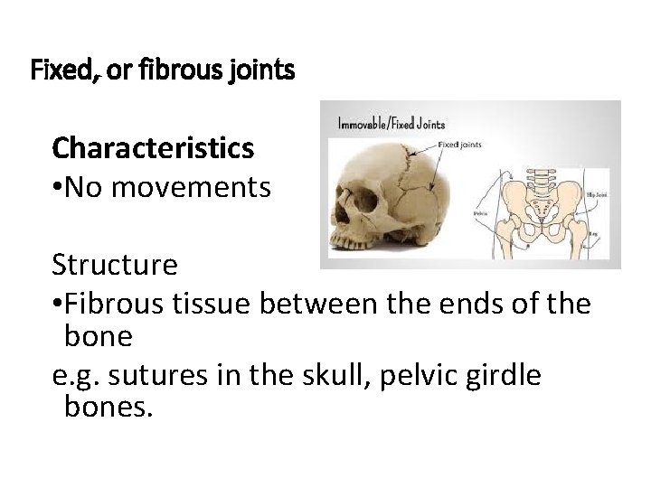 Fixed, or fibrous joints Characteristics • No movements Structure • Fibrous tissue between the