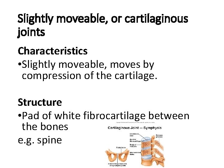 Slightly moveable, or cartilaginous joints Characteristics • Slightly moveable, moves by compression of the