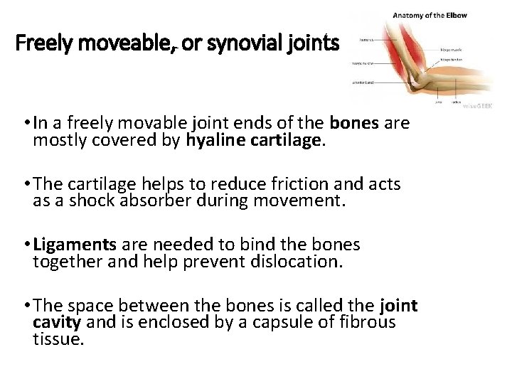 Freely moveable, or synovial joints • In a freely movable joint ends of the