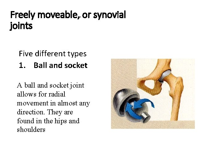 Freely moveable, or synovial joints Five different types 1. Ball and socket A ball