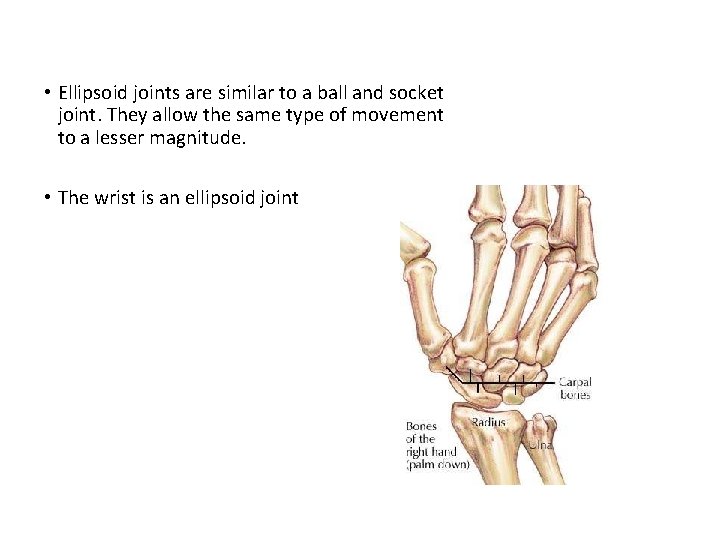  • Ellipsoid joints are similar to a ball and socket joint. They allow