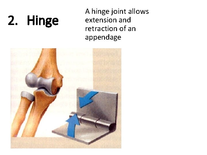 2. Hinge A hinge joint allows extension and retraction of an appendage 