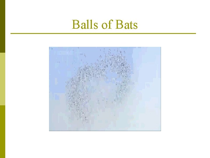 Balls of Bats 