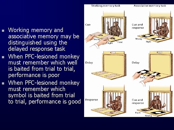 n n n Working memory and associative memory may be distinguished using the delayed