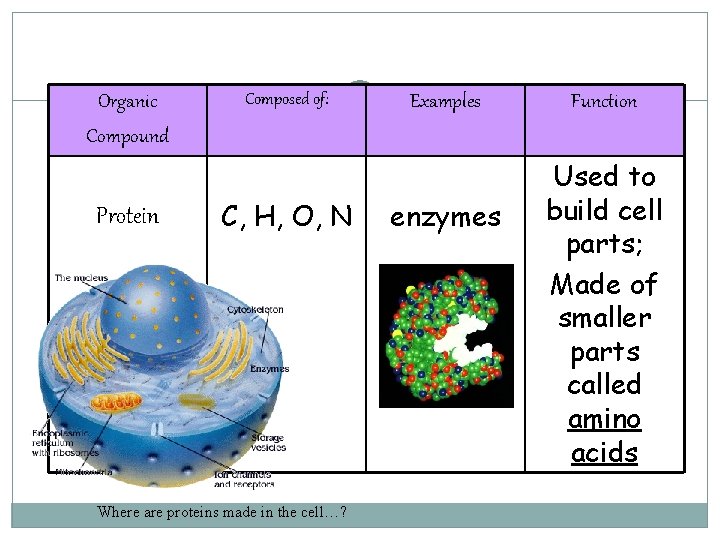Organic Compound Protein Composed of: C, H, O, N Where are proteins made in Organic Compound Protein Composed of: C, H, O, N Where are proteins made in