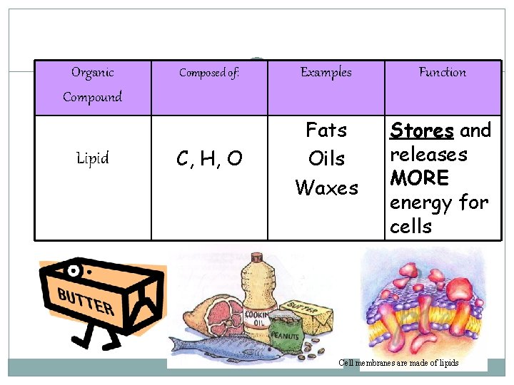 Organic Compound Lipid Composed of: Examples Function C, H, O Fats Oils Waxes Stores