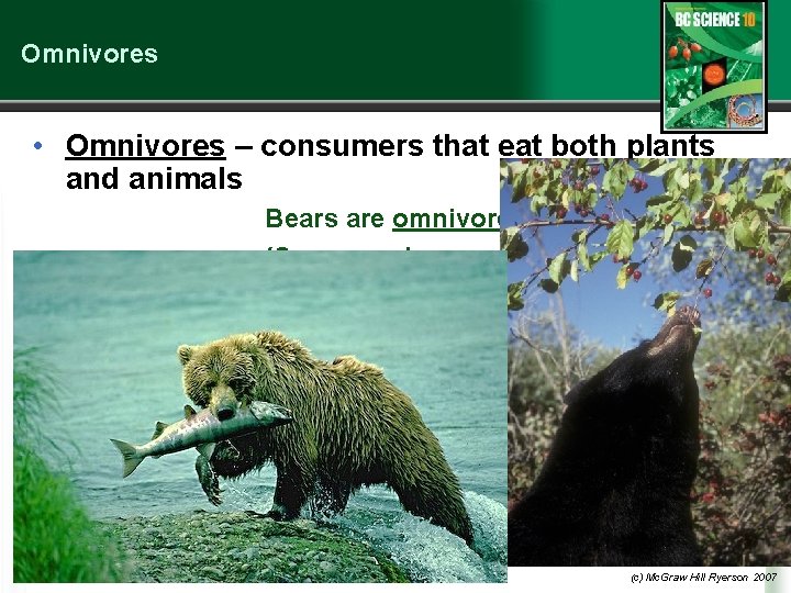Omnivores • Omnivores – consumers that eat both plants and animals Bears are omnivores
