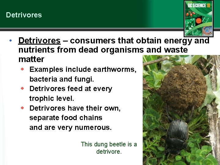 Detrivores • Detrivores – consumers that obtain energy and nutrients from dead organisms and