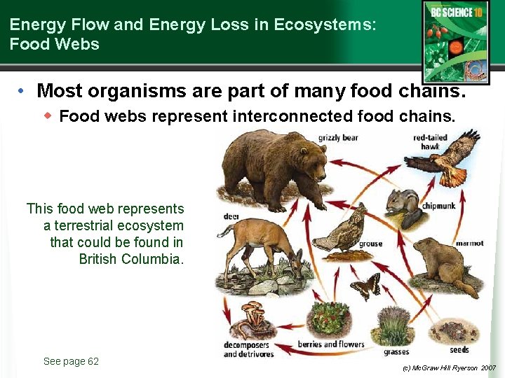 Energy Flow and Energy Loss in Ecosystems: Food Webs • Most organisms are part