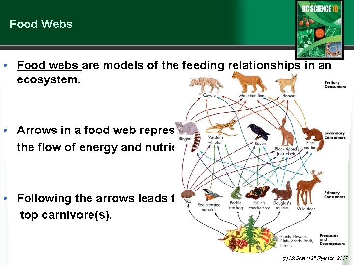 Food Webs • Food webs are models of the feeding relationships in an ecosystem.