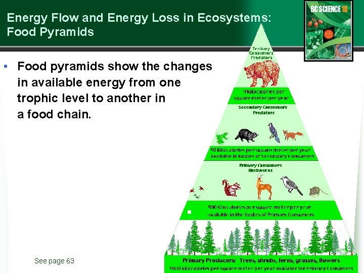 Energy Flow and Energy Loss in Ecosystems: Food Pyramids • Food pyramids show the