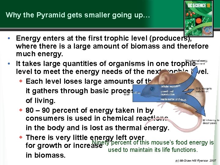 Why the Pyramid gets smaller going up… • Energy enters at the first trophic