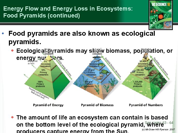Energy Flow and Energy Loss in Ecosystems: Food Pyramids (continued) • Food pyramids are
