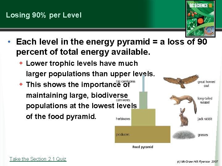 Losing 90% per Level • Each level in the energy pyramid = a loss