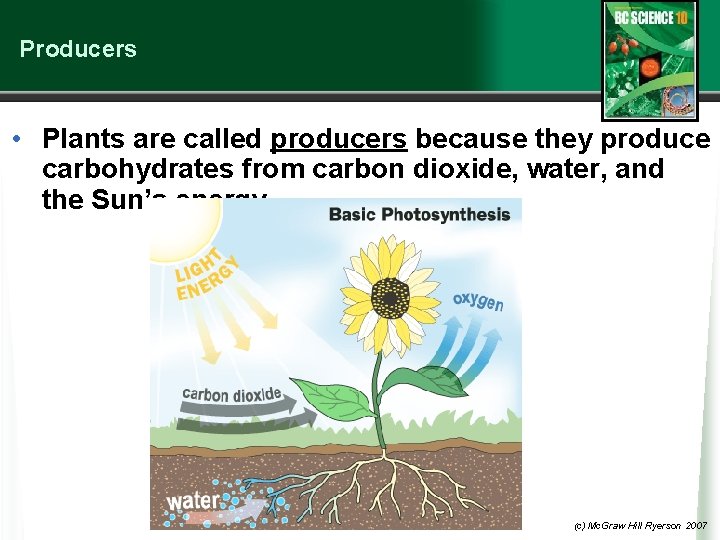 Producers • Plants are called producers because they produce carbohydrates from carbon dioxide, water,
