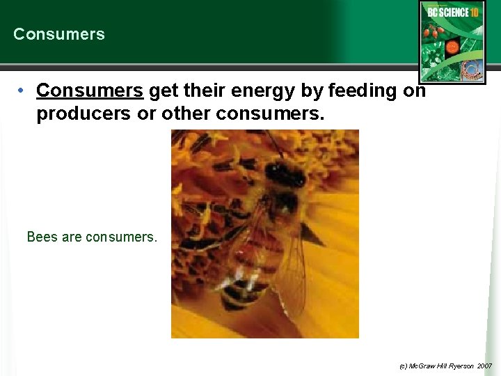Consumers • Consumers get their energy by feeding on producers or other consumers. Bees