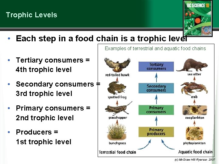 Trophic Levels • Each step in a food chain is a trophic level Examples