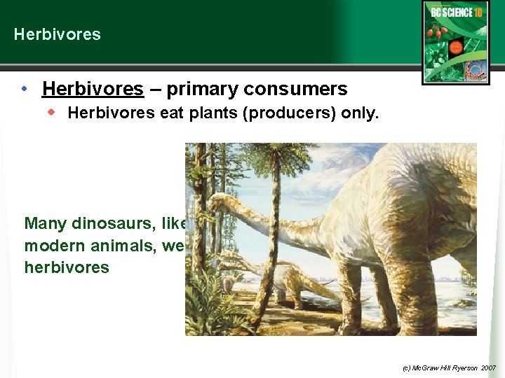 Herbivores • Herbivores – primary consumers w Herbivores eat plants (producers) only. Many dinosaurs,