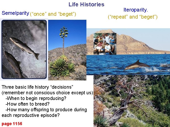 Life Histories Semelparity (“once” and “beget”) Three basic life history “decisions” (remember not conscious
