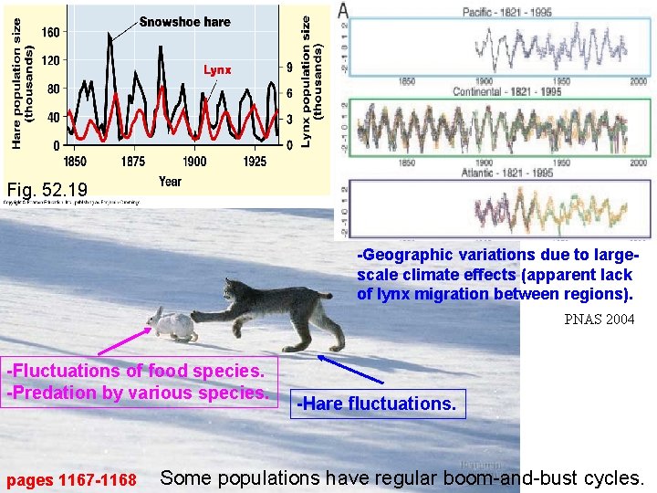 Fig. 52. 19 -Geographic variations due to largescale climate effects (apparent lack of lynx