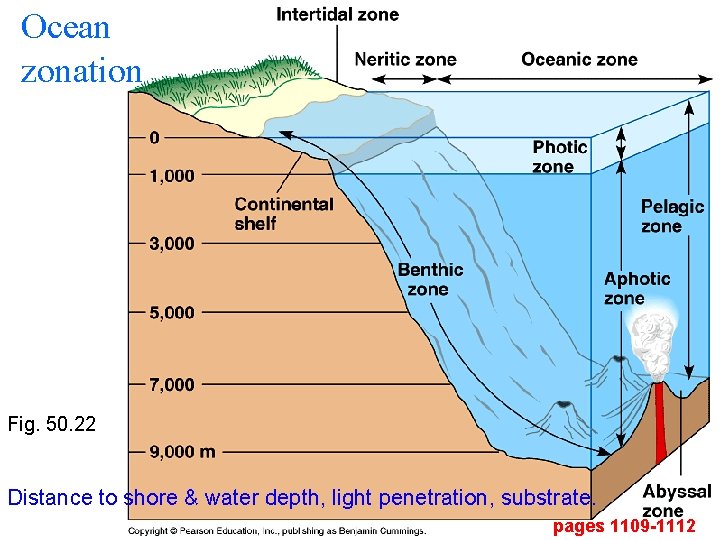 Ocean zonation Fig. 50. 22 Distance to shore & water depth, light penetration, substrate.