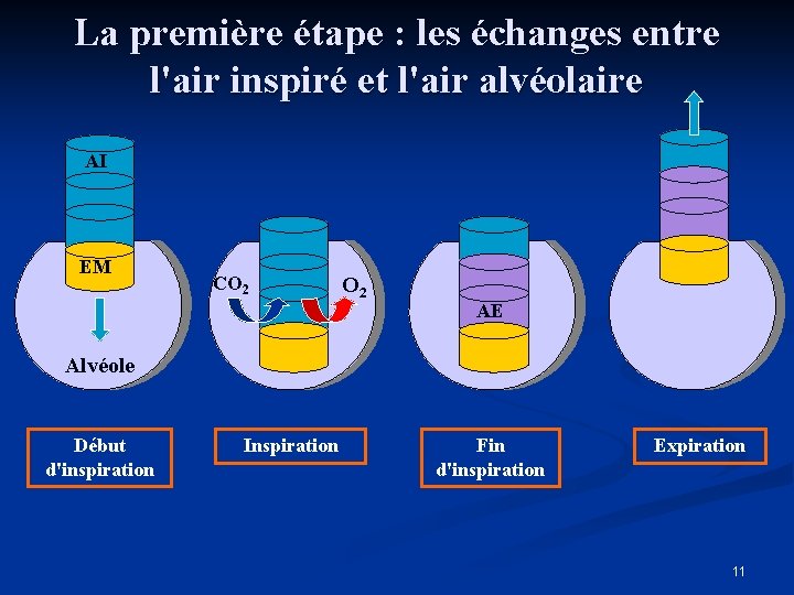 La première étape : les échanges entre l'air inspiré et l'air alvéolaire AI EM