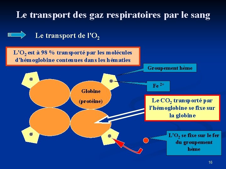 Le transport des gaz respiratoires par le sang Le transport de l'O 2 L'O