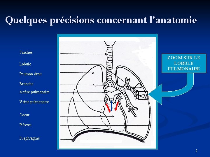 Quelques précisions concernant l'anatomie Trachée Lobule ZOOM SUR LE LOBULE PULMONAIRE Poumon droit Bronche