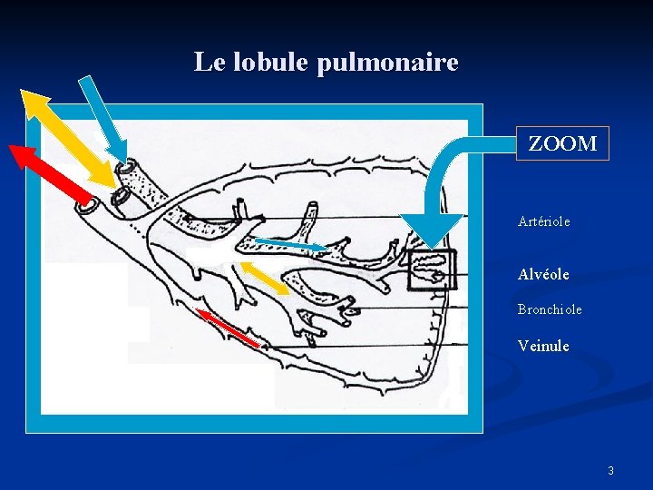 Le lobule pulmonaire ZOOM Artériole Alvéole Bronchiole Veinule 3 