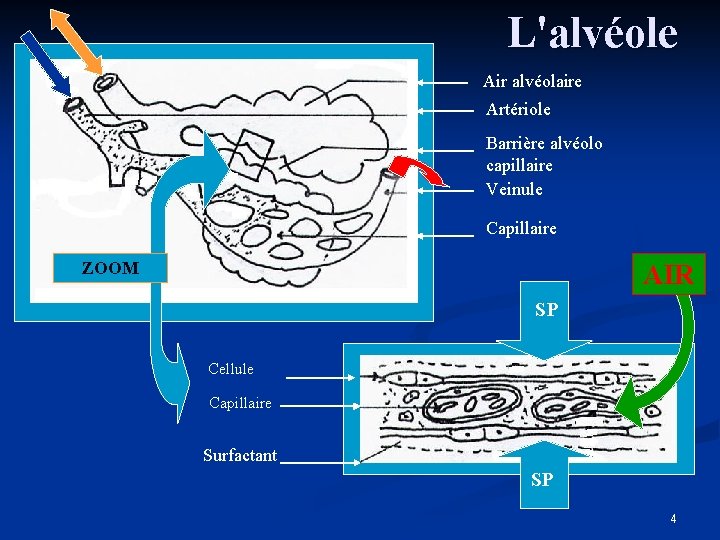 L'alvéole Air alvéolaire Artériole Barrière alvéolo capillaire Veinule Capillaire ZOOM AIR SP Cellule Capillaire