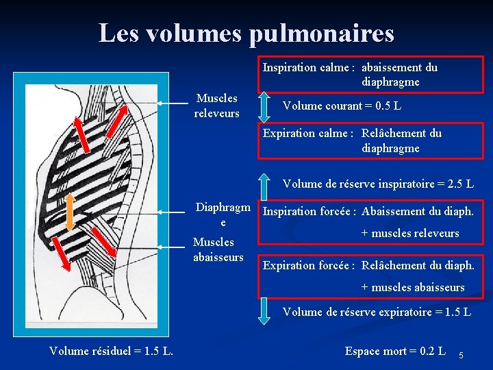 Les volumes pulmonaires Inspiration calme : abaissement du diaphragme Muscles releveurs Volume courant =
