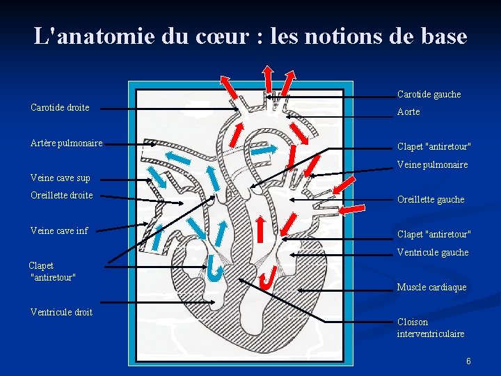 L'anatomie du cœur : les notions de base Carotide gauche Carotide droite Aorte Artère