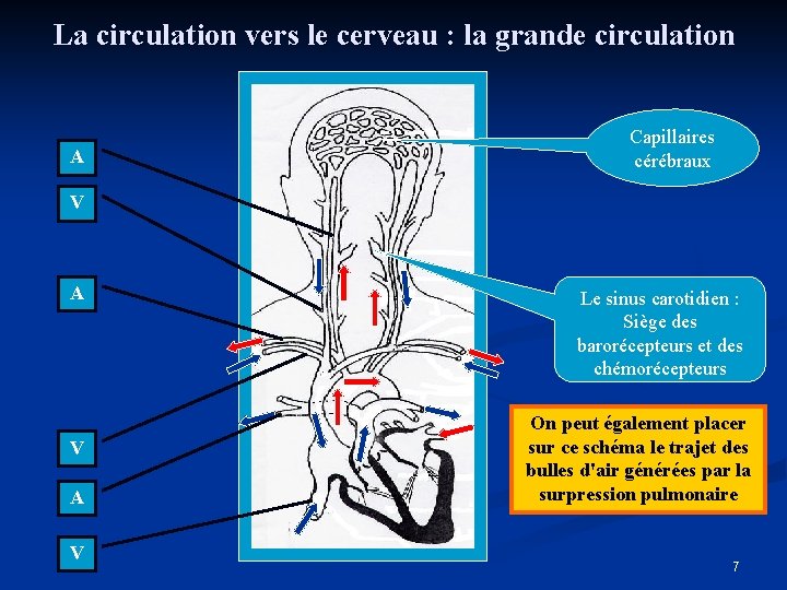 La circulation vers le cerveau : la grande circulation A Capillaires cérébraux V A