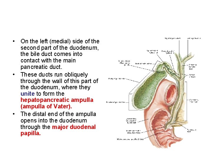  • On the left (medial) side of the second part of the duodenum,