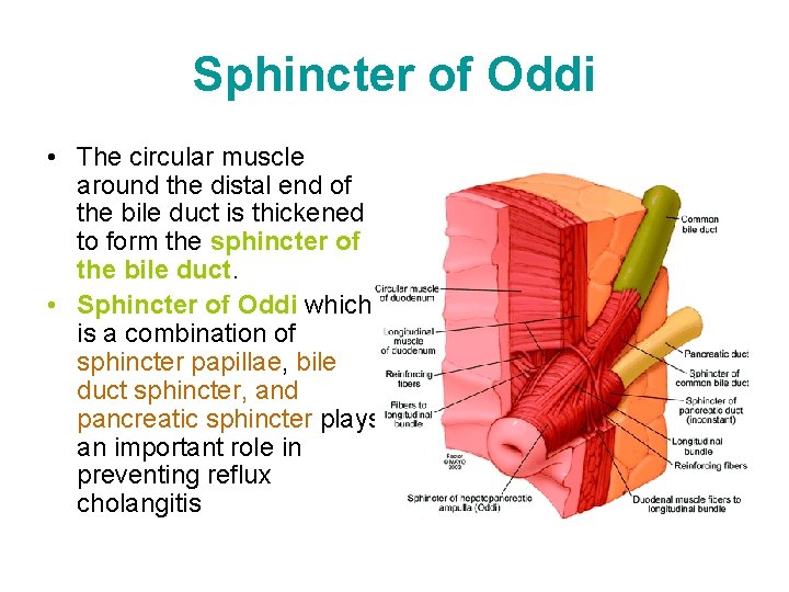 Sphincter of Oddi • The circular muscle around the distal end of the bile