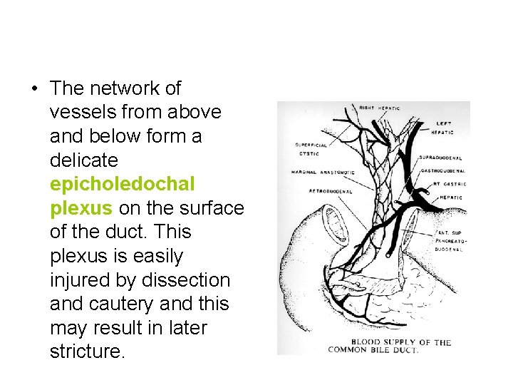  • The network of vessels from above and below form a delicate epicholedochal