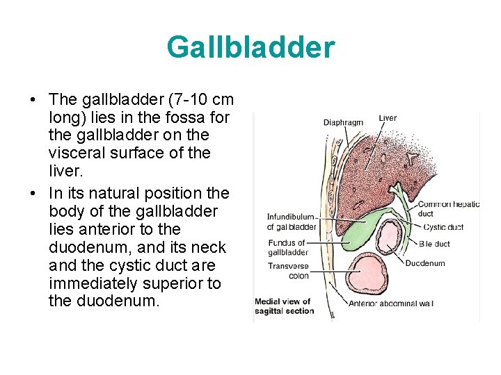 Gallbladder • The gallbladder (7 -10 cm long) lies in the fossa for the