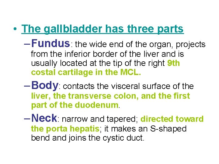  • The gallbladder has three parts – Fundus: the wide end of the