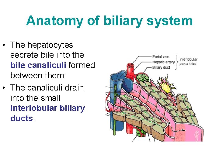 Anatomy of biliary system • The hepatocytes secrete bile into the bile canaliculi formed