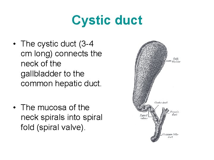 Cystic duct • The cystic duct (3 -4 cm long) connects the neck of