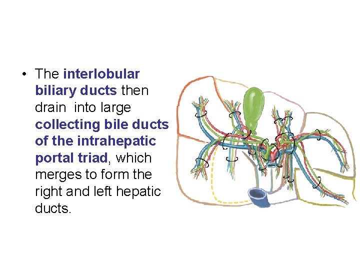  • The interlobular biliary ducts then drain into large collecting bile ducts of