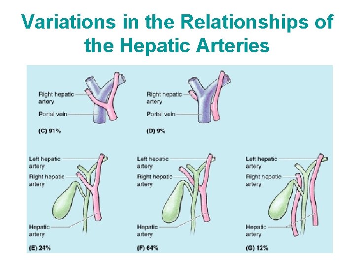 Variations in the Relationships of the Hepatic Arteries 