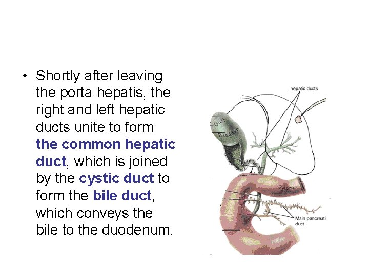  • Shortly after leaving the porta hepatis, the right and left hepatic ducts