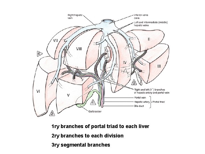 1 ry branches of portal triad to each liver 2 ry branches to each