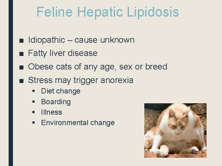 Feline Hepatic Lipidosis ■ Idiopathic – cause unknown ■ Fatty liver disease ■ Obese