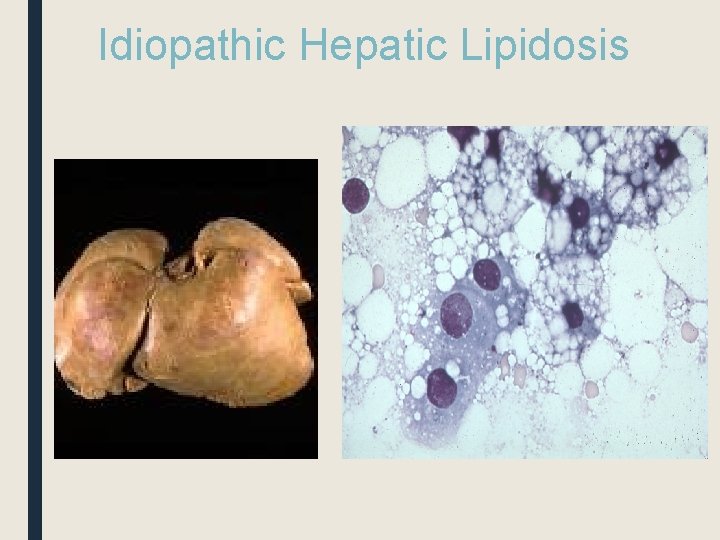 Idiopathic Hepatic Lipidosis 
