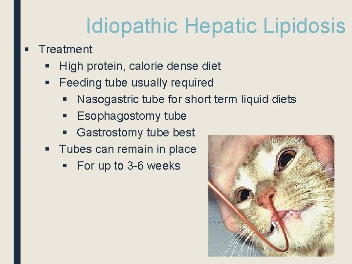 Idiopathic Hepatic Lipidosis § Treatment § High protein, calorie dense diet § Feeding tube