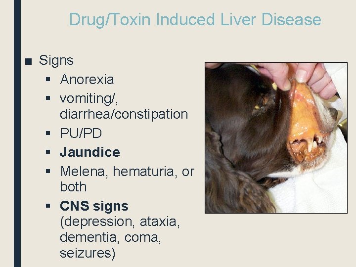 Drug/Toxin Induced Liver Disease ■ Signs § Anorexia § vomiting/, diarrhea/constipation § PU/PD §