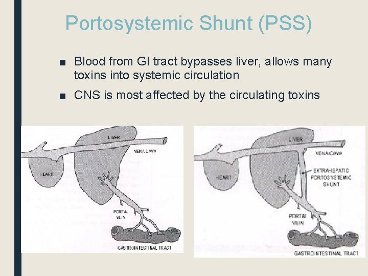 Portosystemic Shunt (PSS) ■ Blood from GI tract bypasses liver, allows many toxins into