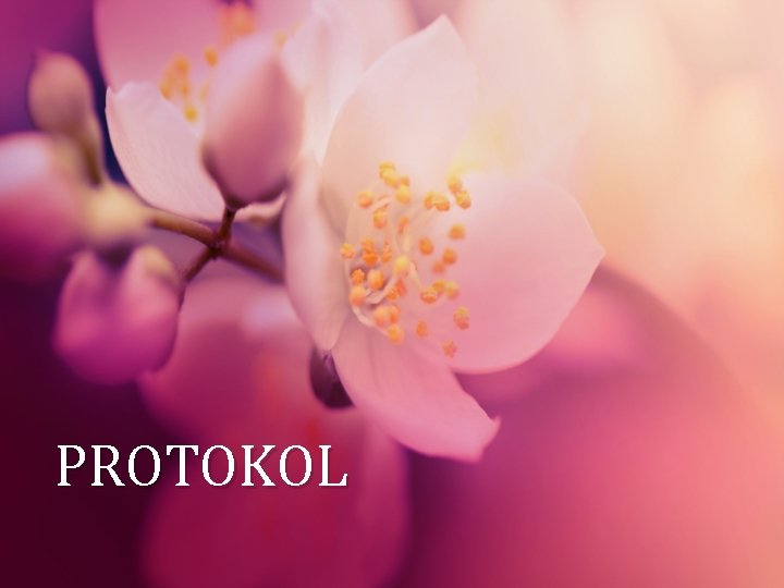 PROTOKOL 